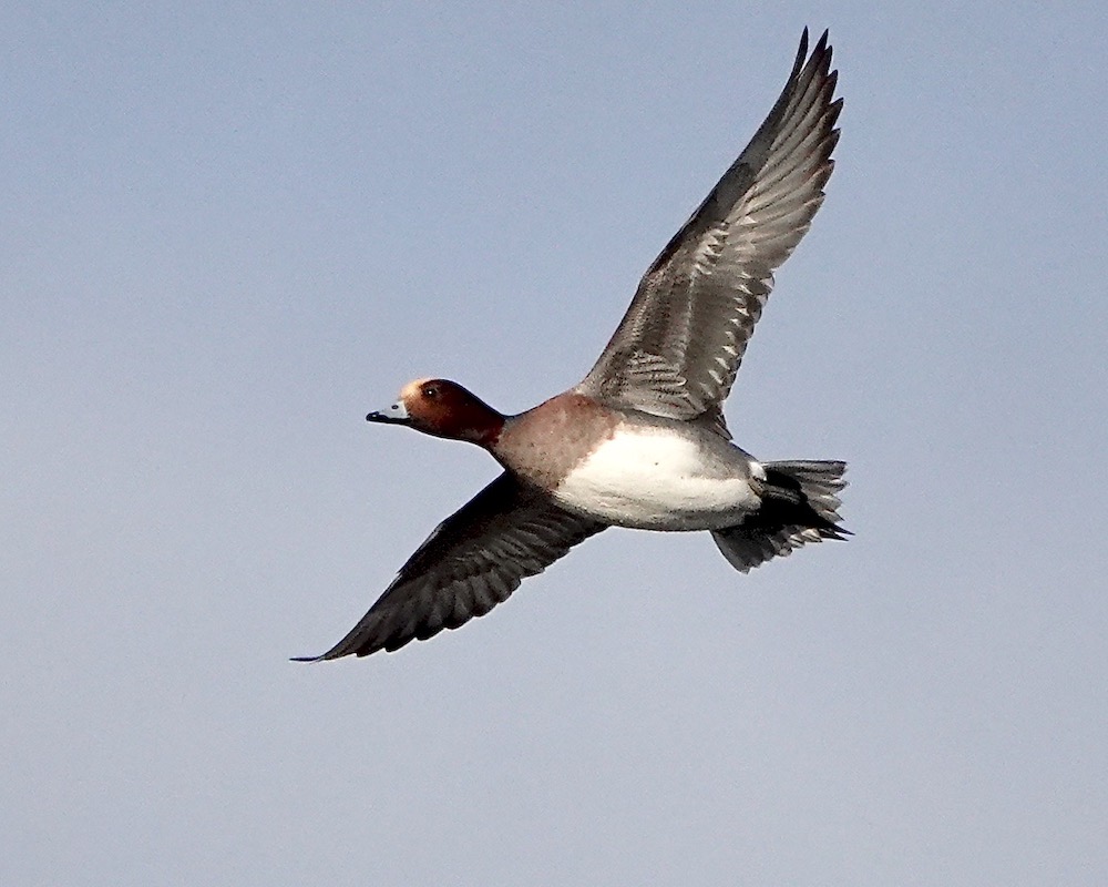 wigeon